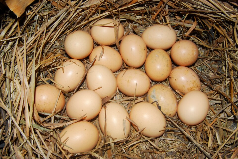 Brown egg cooking nutrition