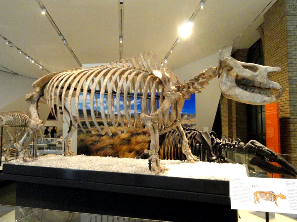 Teleoceras fossiger, Edmond, Kansas, USA, Early Pliocene - Royal Ontario Museum - DSC00096