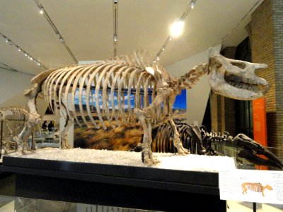 Teleoceras fossiger, Edmond, Kansas, USA, Early Pliocene - Royal Ontario Museum - DSC00096