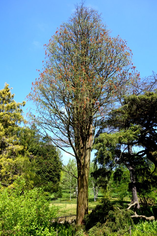 Taxodium distichum var. imbricatum (Taxodium ascendens) - Morris Arboretum - DSC00487