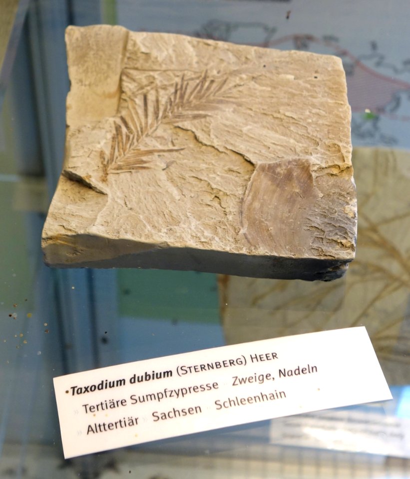 Taxodium dubium fossil - Botanischer Garten, Dresden, Germany - DSC08480