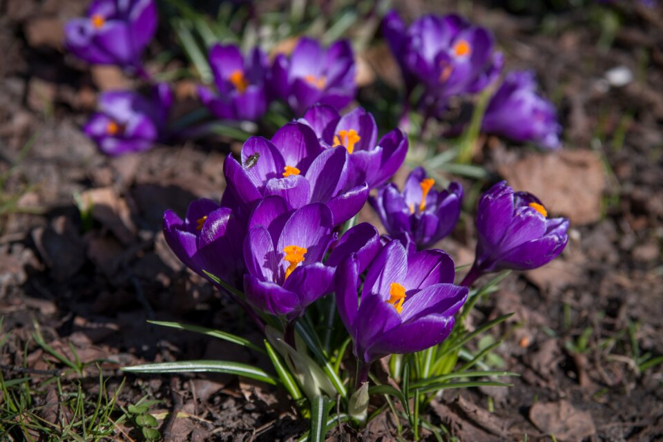 Spring flower our characters