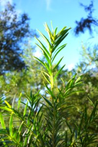 Taxus sumatrana - Quarryhill Botanical Garden - DSC03462