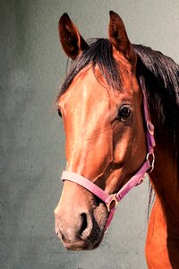 Horse horse head brown