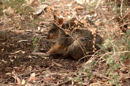 Tasmanian Pademelon-Melbourne-Zoo-20070224-004