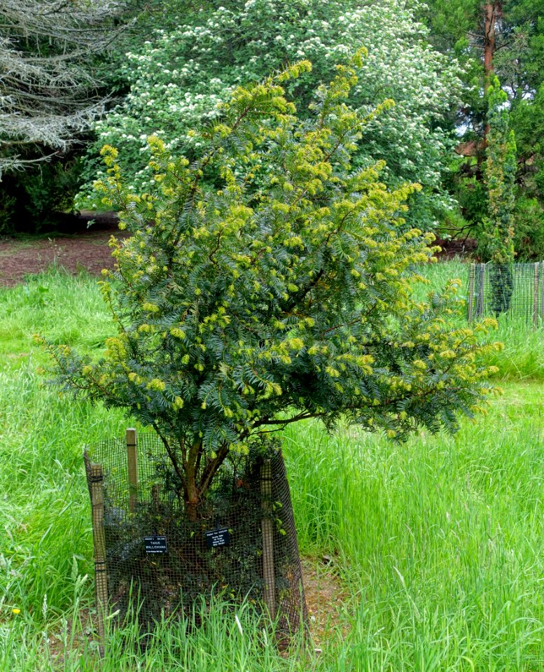 Taxus wallichiana - Hillier Gardens - Romsey, Hampshire, England - DSC04405