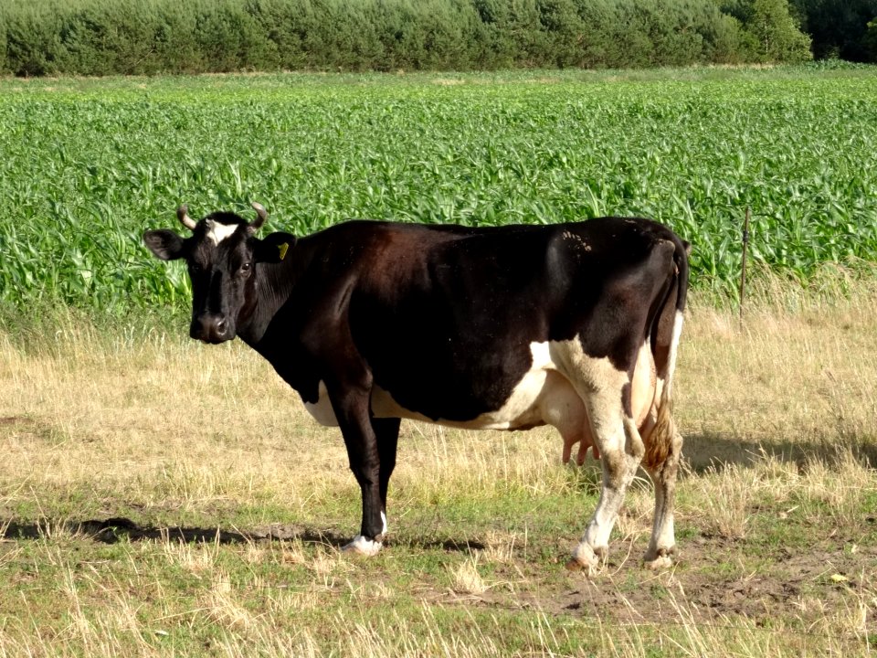 Tarkowo Dolne k9 7-2015