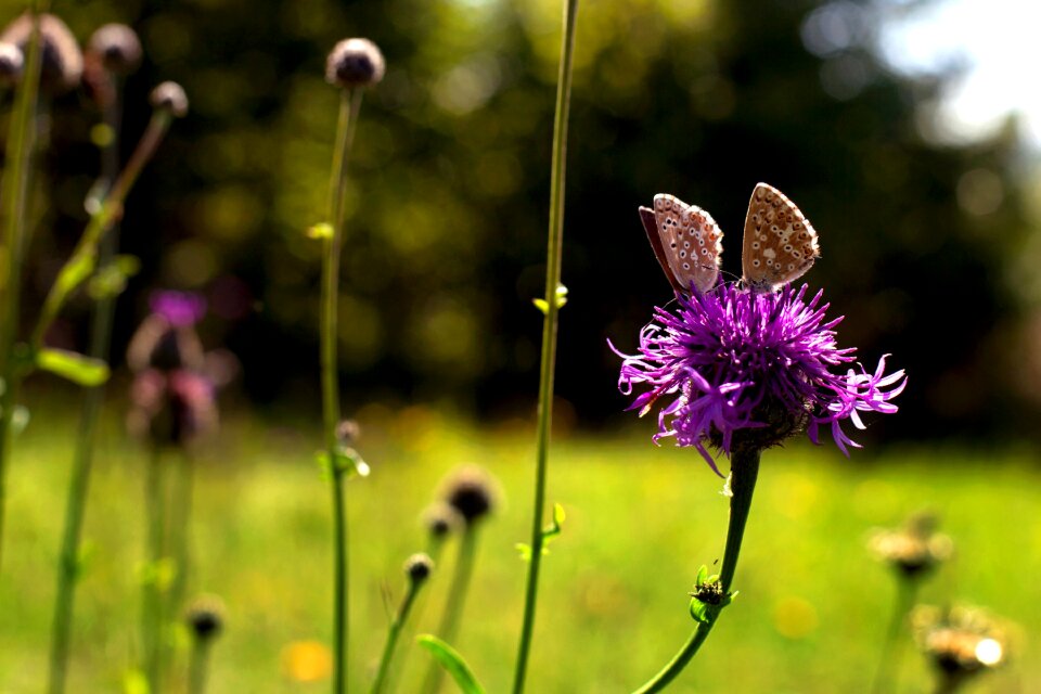 Meadow summer nature