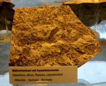 Taxodium, Alnus, Populus, and Liquidambar fossils - Botanischer Garten, Dresden, Germany - DSC08481
