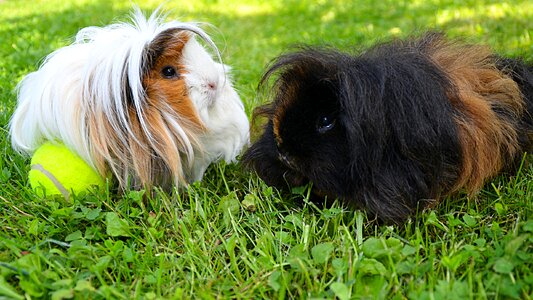 Long-haired guinea pig guinea pig peruwianka guinea pig alpaca photo