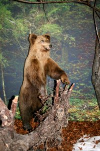 Taxidermied bear in the National Museum of Slovenia