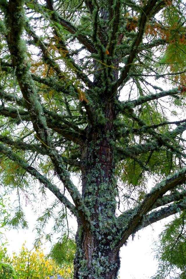 Taxodium distichum - Oregon Garden - Silverton, Oregon - DSC00223