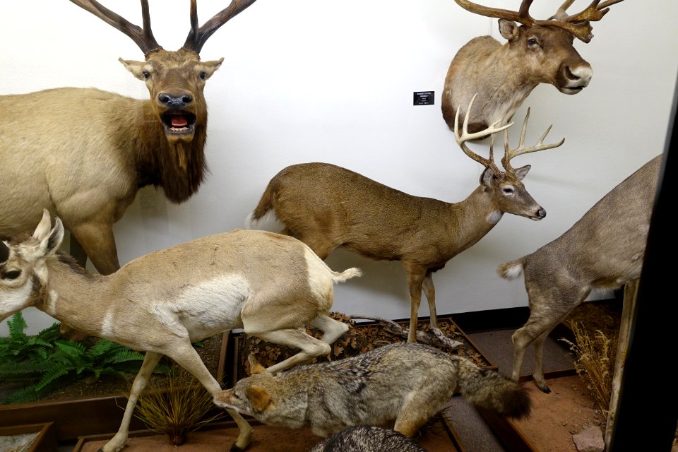 Taxidermied animals - Mount Angel Abbey Museum - Mount Angel Abbey - Mount Angel, Oregon - DSC09983