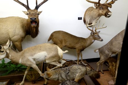 Taxidermied animals - Mount Angel Abbey Museum - Mount Angel Abbey - Mount Angel, Oregon - DSC09983