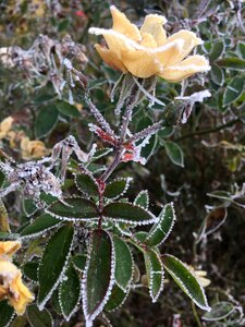 Shrub rose frost november
