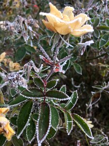 Shrub rose frost november photo