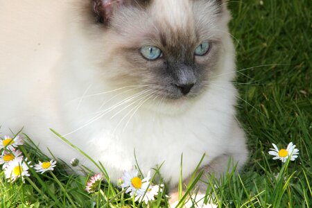 Cat's eyes grass felidae photo