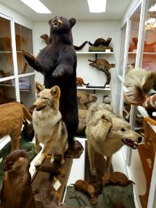 Taxidermy - Pember Library and Museum - Granville, New York - 20180224 143326
