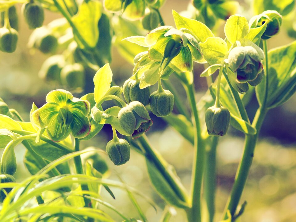 Helleborus hellebore macro