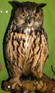 Taxidermied owl in the National Museum of Slovenia