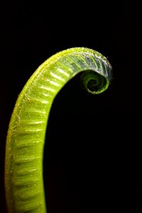 Nature leaves leaf fern