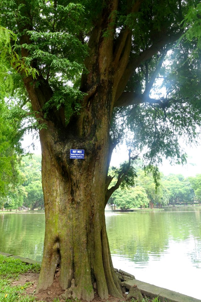 Taxodium distichum - Hanoi Botanical Garden - Hanoi, Vietnam - DSC03601