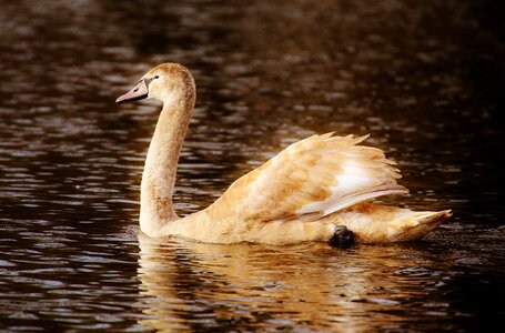 Pride bird waterfowl