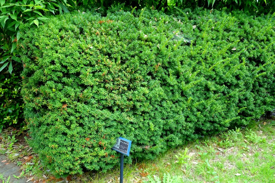 Taxus cuspidata var. nana - Urban Greening Botanical Garden - Kiba Park - Koto, Tokyo, Japan - DSC05308