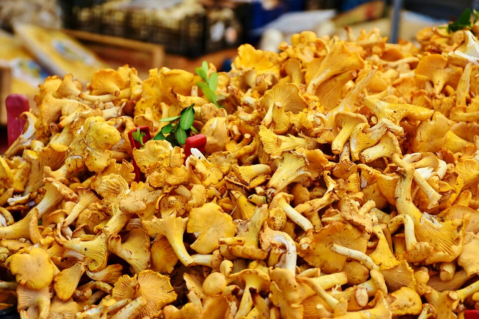 Cantharellus cibarius eierschwammerl reherl