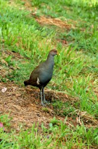 Tasmanian-hen-20071101-001 photo