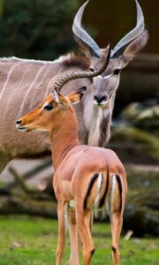 Kudu antler african