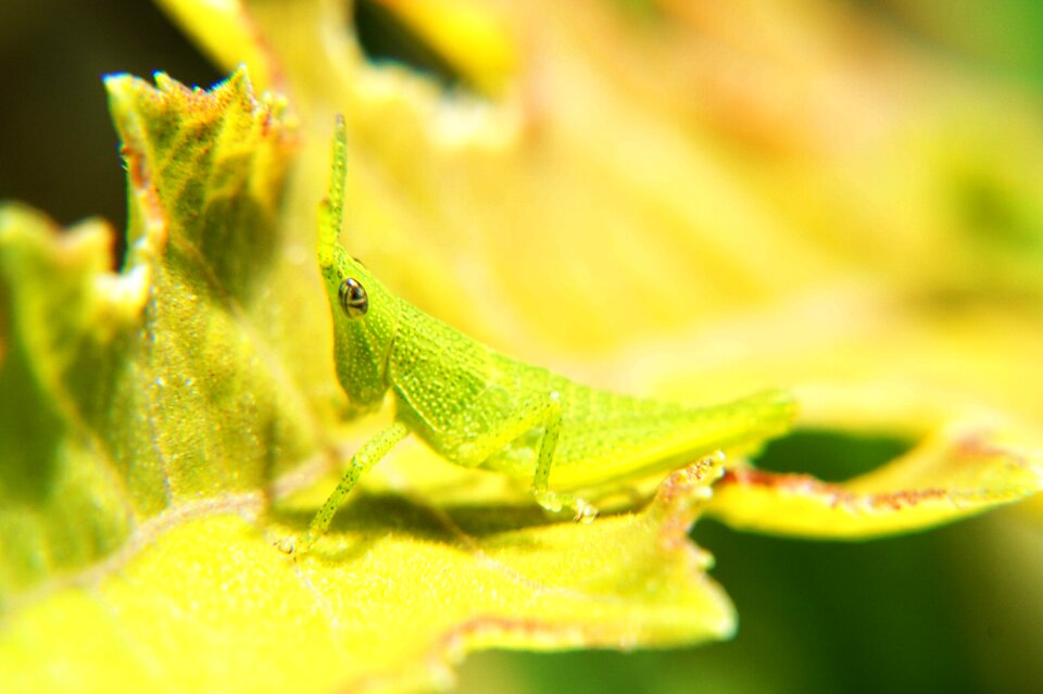Leaves entomology garden