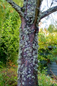 Taxodium distichum - Oregon Garden - Silverton, Oregon - DSC00222