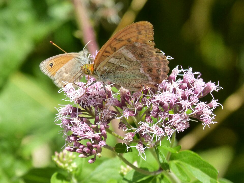 Libar flower detail