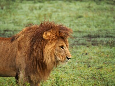 Safari national park predator