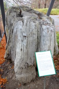 Taxodioxylon gypsaceum fossil - Botanischer Garten, Dresden, Germany - DSC08469