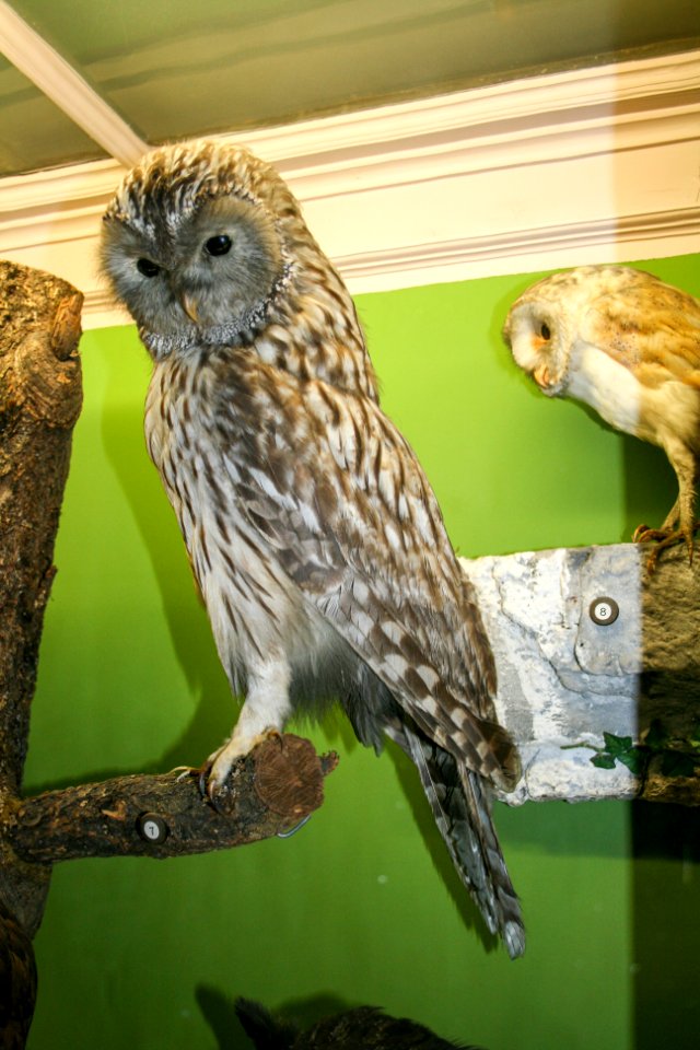 Taxidermied owls of the National Museum of Slovenia