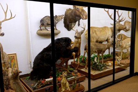 Taxidermied animals - Mount Angel Abbey Museum - Mount Angel Abbey - Mount Angel, Oregon - DSC09957