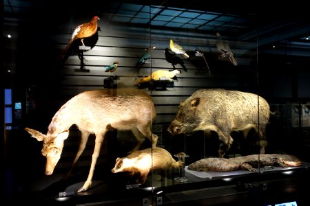 Taxidermic display - National Museum of Nature and Science, Tokyo - DSC06811