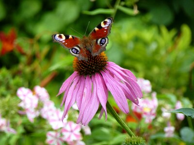 Echinacea purpurea summer shrub