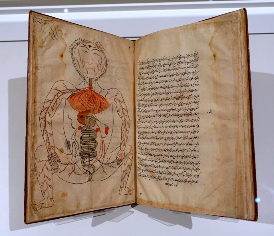 Tashrih-e Mansuri (Mansur's Anatomy), Mansur b. Iliyas (d. 1420s), Iran, mid 17th century AD, ink and watercolor on paper - Aga Khan Museum - Toronto, Canada - DSC06341