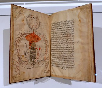 Tashrih-e Mansuri (Mansur's Anatomy), Mansur b. Iliyas (d. 1420s), Iran, mid 17th century AD, ink and watercolor on paper - Aga Khan Museum - Toronto, Canada - DSC06341 photo