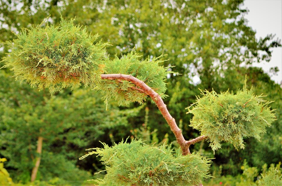 Plant tree nature