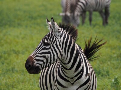 Safari black and white striped head photo