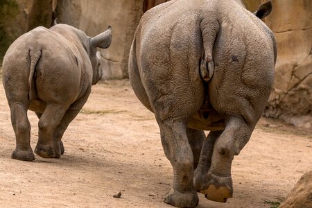 Pachyderm big game rhinoceros