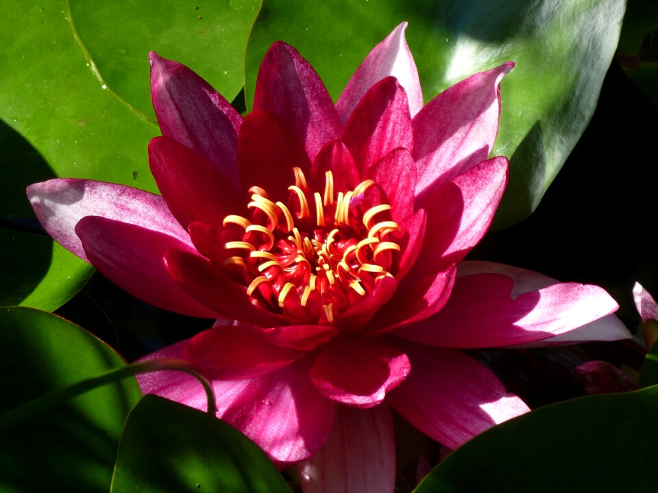 Garden pond blossom bloom