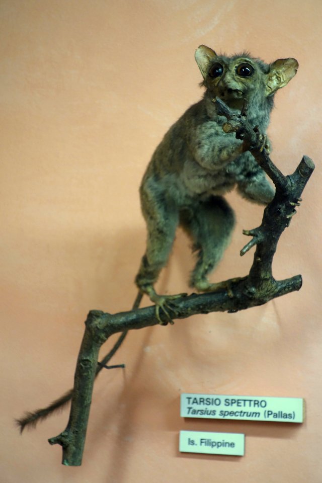 Tarsius tarsier (Tarsius spectrum) - Museo Civico di Storia Naturale Giacomo Doria - Genoa, Italy - DSC02534
