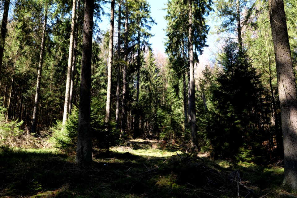 Taunus in Oberursel near Urselbach 2020-03-23 57
