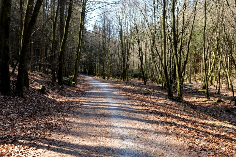 Taunus in Oberursel near Urselbach 2020-03-23 53