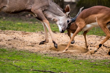 Kudu antler african